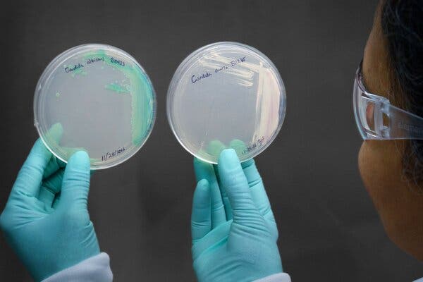 Cultured Candida auris, right, which was first discovered in 2009.